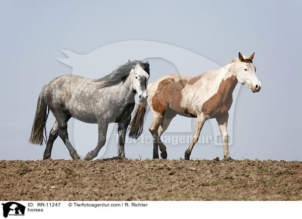 Pferde / horses / RR-11247
