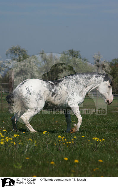 walking Criollo / TM-02026