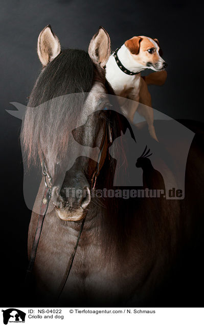 Criollo and dog / NS-04022