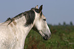 Criollo Portrait