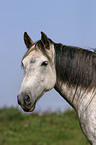 Criollo Portrait