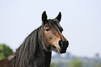 Criollo Portrait