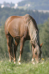 grazing horse