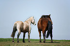 horses