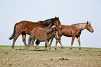 horses