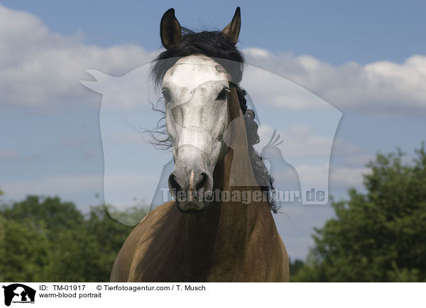 Cruzado Portrait / warm-blood portrait / TM-01917