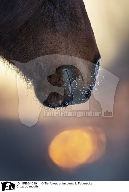 Cruzado Maul / Cruzado mouth / IFE-01019