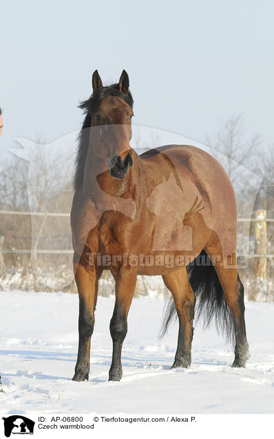 Czech warmblood / AP-06800