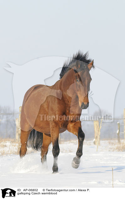 galloping Czech warmblood / AP-06802
