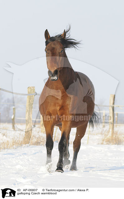 galloping Czech warmblood / AP-06807