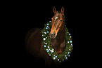 Czech warmblood