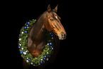 Czech warmblood