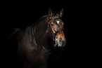 Czech warmblood