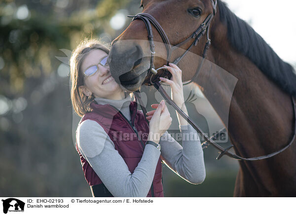 Dnisches Warmblut / Danish warmblood / EHO-02193