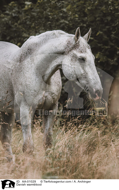 Danish warmblood / AA-01029