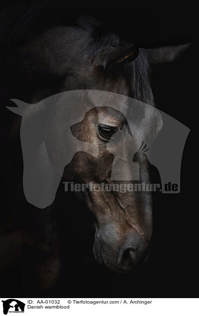 Dnisches Warmblut / Danish warmblood / AA-01032