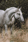 Danish warmblood