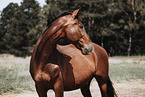 Danish warmblood