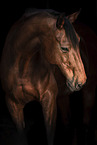 Danish warmblood