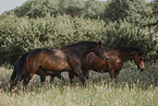 Danish warmblood