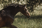 Danish warmblood