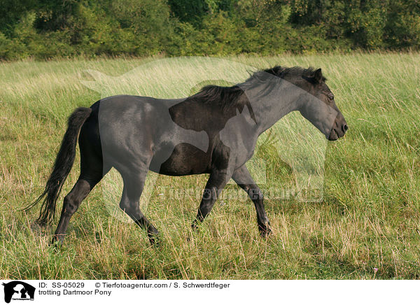 trotting Dartmoor Pony / SS-05029
