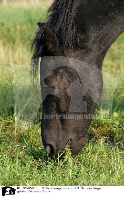 grasendes Dartmoor-Pony / grazing Dartmoor Pony / SS-05035
