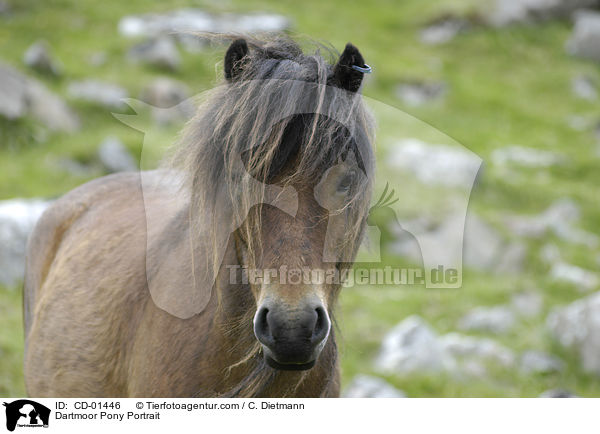 Dartmoor-Pony Portrait / Dartmoor Pony Portrait / CD-01446
