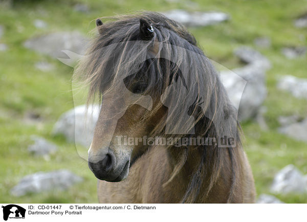 Dartmoor-Pony Portrait / Dartmoor Pony Portrait / CD-01447