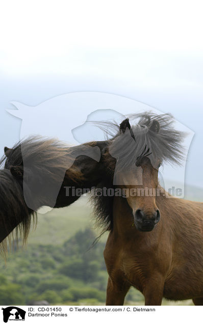 Dartmoor Ponies / CD-01450