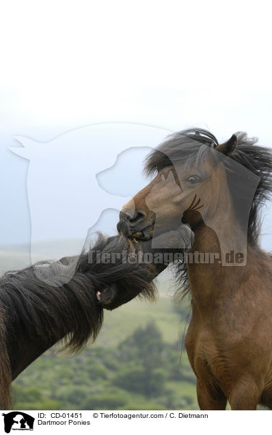 Dartmoor-Ponies / Dartmoor Ponies / CD-01451