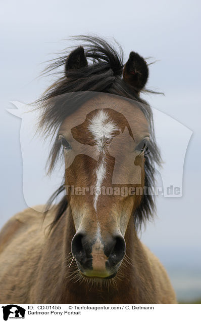 Dartmoor-Pony Portrait / Dartmoor Pony Portrait / CD-01455