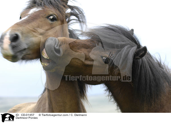 Dartmoor-Ponies / Dartmoor Ponies / CD-01457