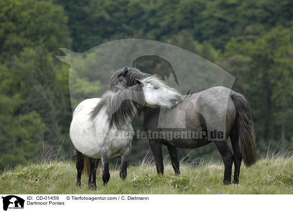 Dartmoor-Ponies / Dartmoor Ponies / CD-01459