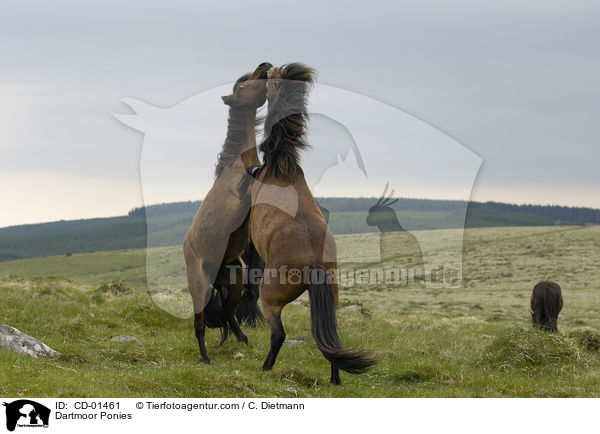 Dartmoor-Ponies / Dartmoor Ponies / CD-01461