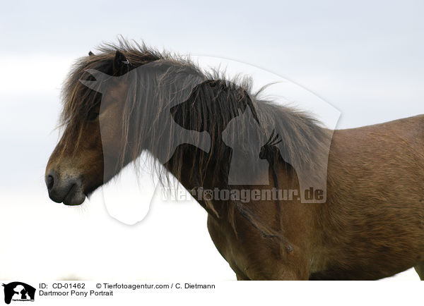 Dartmoor Pony Portrait / CD-01462