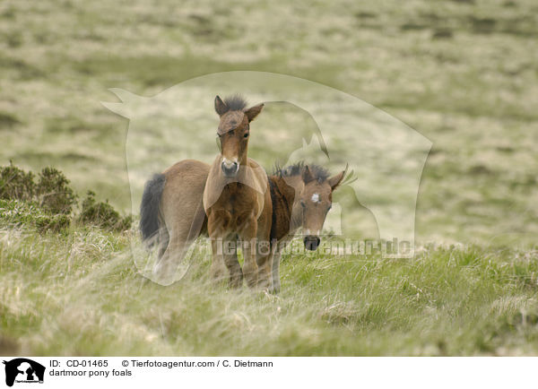 Dartmoor-Pony Fohlen / dartmoor pony foals / CD-01465
