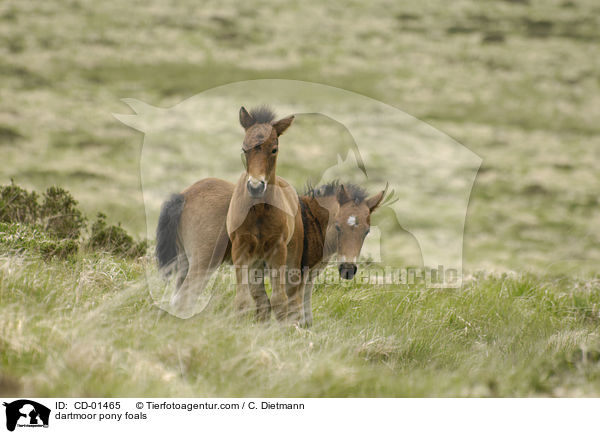dartmoor pony foals / CD-01465