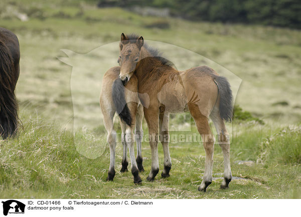 dartmoor pony foals / CD-01466