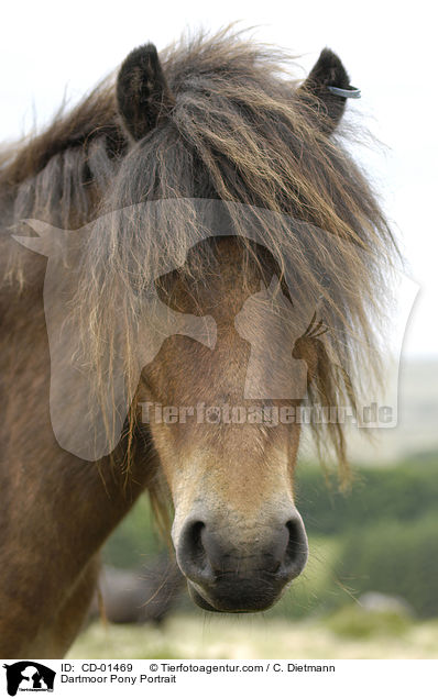 Dartmoor-Pony Portrait / Dartmoor Pony Portrait / CD-01469