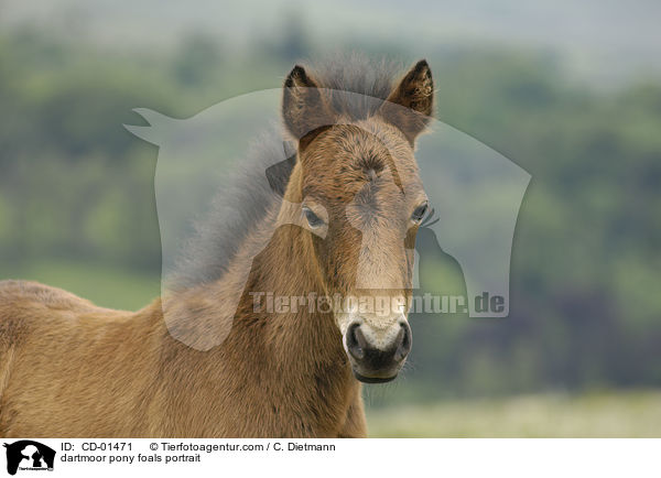 dartmoor pony foals portrait / CD-01471
