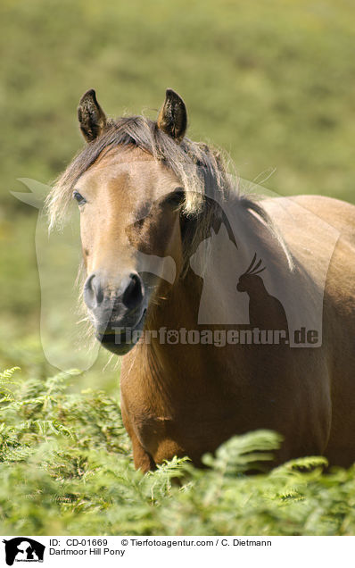 Dartmoor Hill Pony / Dartmoor Hill Pony / CD-01669