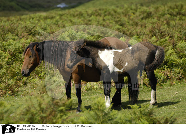 Dartmoor Hill Ponies / Dartmoor Hill Ponies / CD-01673