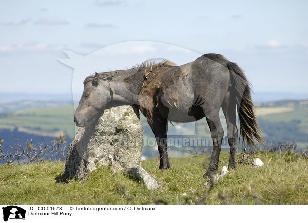 Dartmoor Hill Pony / Dartmoor Hill Pony / CD-01678
