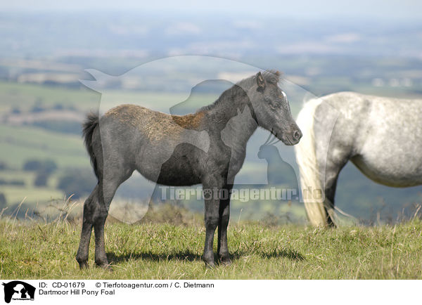 Dartmoor Hill Pony Foal / CD-01679