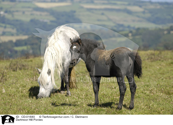 Dartmoor Hill Ponies / CD-01680