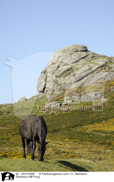 Dartmoor Hill Pony / CD-01696