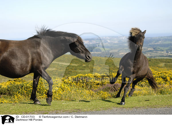 Dartmoor Hill Ponies / CD-01703