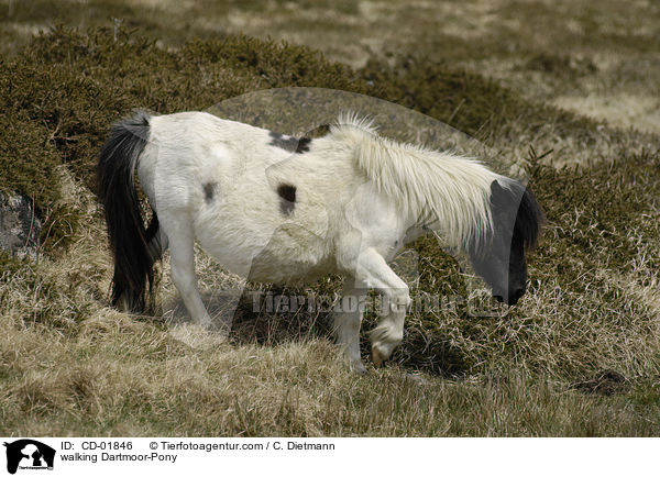 walking Dartmoor-Pony / CD-01846