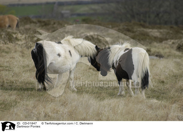 Dartmoor Ponies / CD-01847